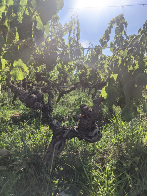 70+ yr old vines Chateau Bouscaut